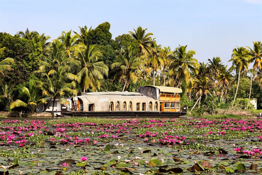 Houseboat moored behind pink water lilies and coconut palms on Vembanad Lake, Kerala